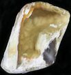 Agatized Fossil Coral Geode - Florida #22421-3